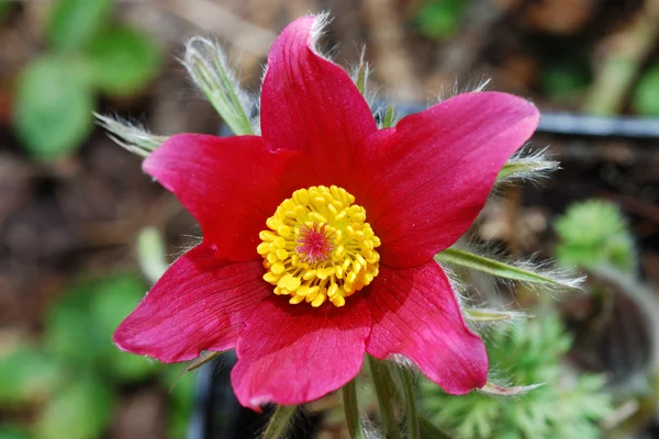 stock image Red spring flower