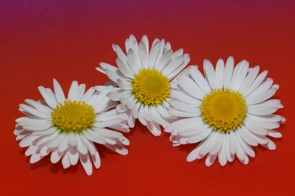 三个菊花花在红 — 图库照片