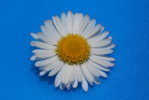 Daisy flower on blue — Stock Photo, Image
