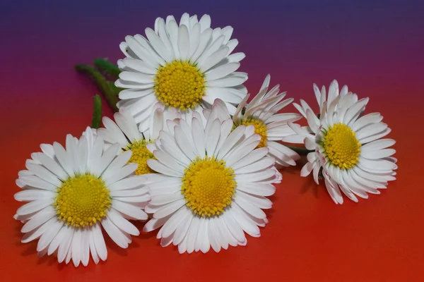 Daisy blomman på färgad bakgrund — Stockfoto