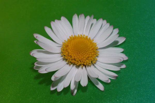 グリーン上のデイジーの花 — ストック写真
