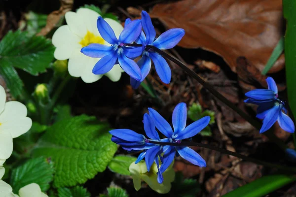 Donker blauwe bloem — Stockfoto