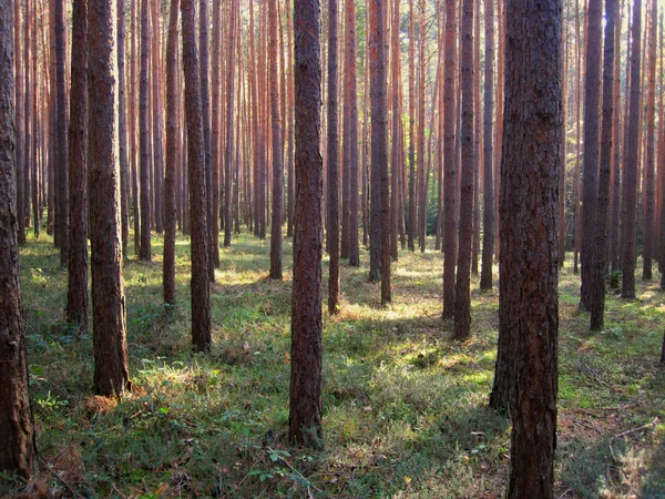 stock image Straight wood