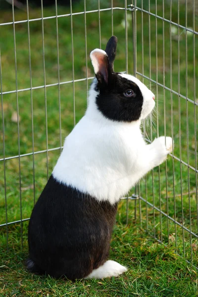 Hare locked up — Stock Photo, Image