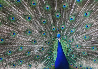 Peacock in zoo clipart