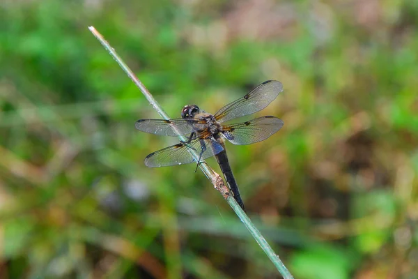 Dragon fly at the blade of grass — стоковое фото