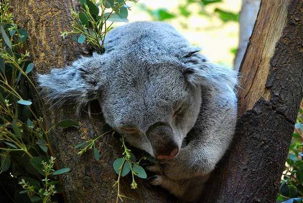 Piccolo koala — Foto Stock