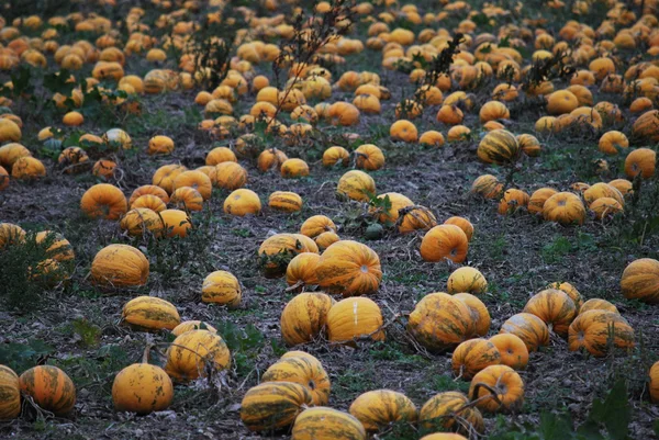 stock image Pumpkin