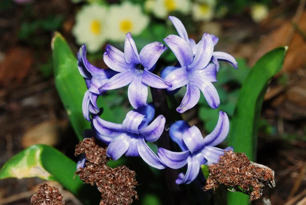 紫色 hyazinth — 图库照片