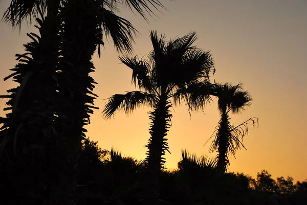 Palm på solnedgången — Stockfoto