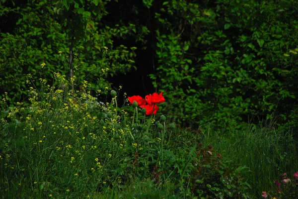 Красный цветок в зеленом — стоковое фото