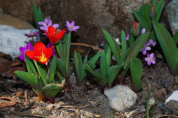 美彩色的春天的花朵 — 图库照片