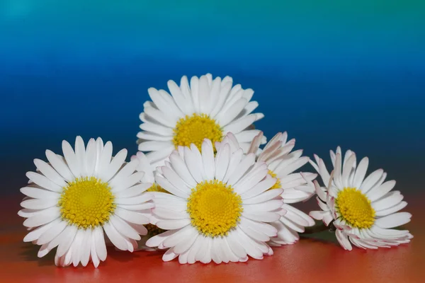 Massa daisy — Stockfoto