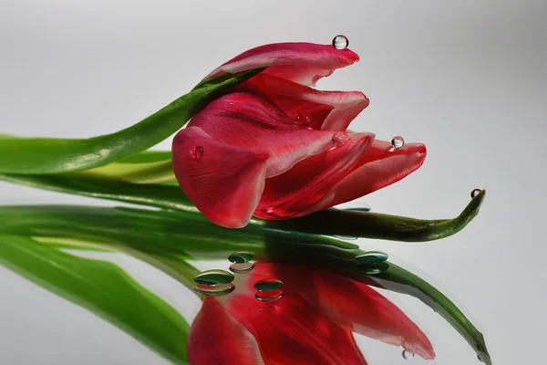 Tulip met druppels in de spiegel — Stockfoto
