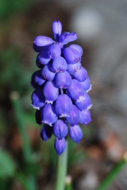 Grape hyacinth clipart