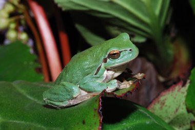 Frog sitting on a leaf clipart