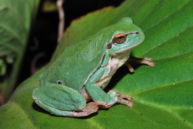 Green frog sitting on a green leaf clipart