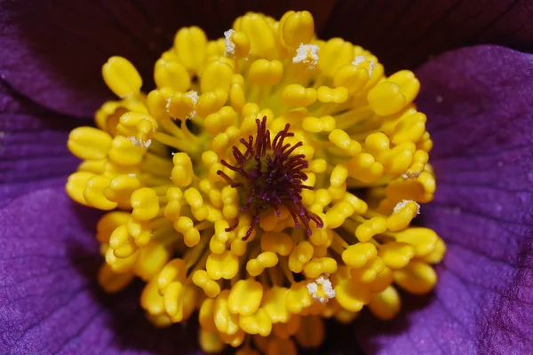 Fiore di amemone — Foto Stock