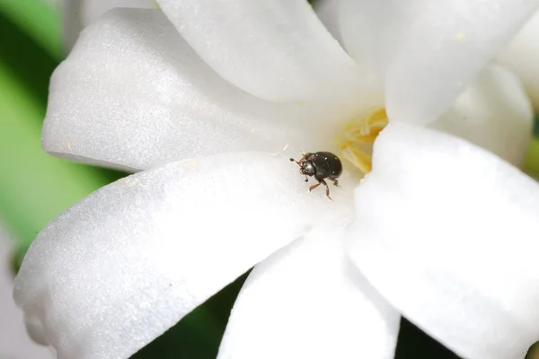 Beetle comes from bloom flower — Stock Photo, Image