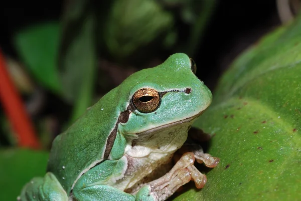 Закрыть зелёную лягушку — стоковое фото