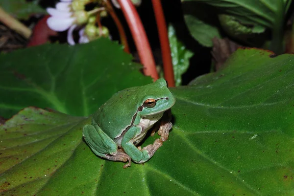 Лягушка удобно сидит на цветущем листе — стоковое фото