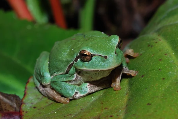 Frosch sitzt auf einem Blatt — Stockfoto