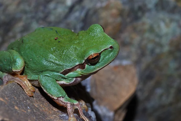 Zelená žába se dívá — Stock fotografie