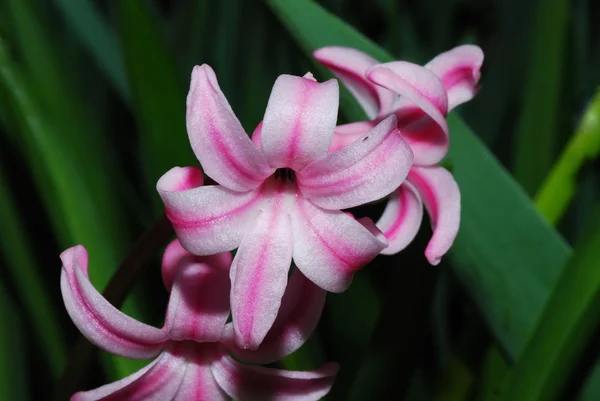 Roze hyacint — Stockfoto