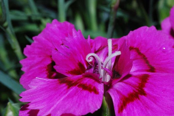 Fiore rosa primavera — Foto Stock