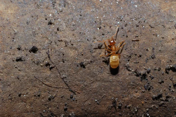 Kahverengi bir taş üzerinde kırmızı karınca — Stok fotoğraf