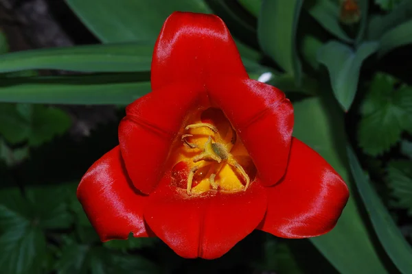 Tulipa vermelha de perto — Fotografia de Stock