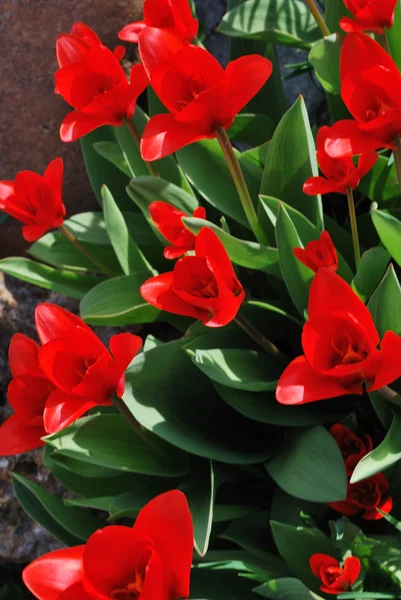 Vista superior tulipán rojo — Foto de Stock
