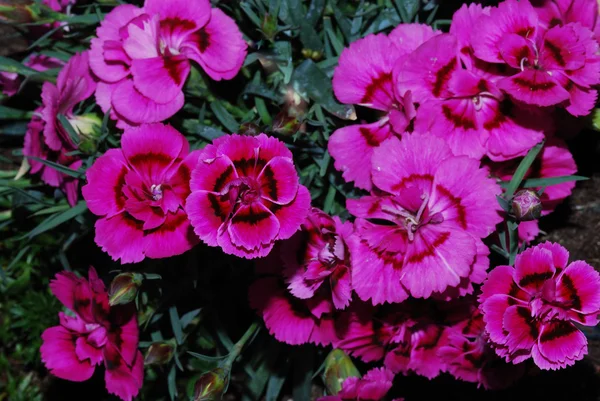 Un sacco di rosa — Foto Stock