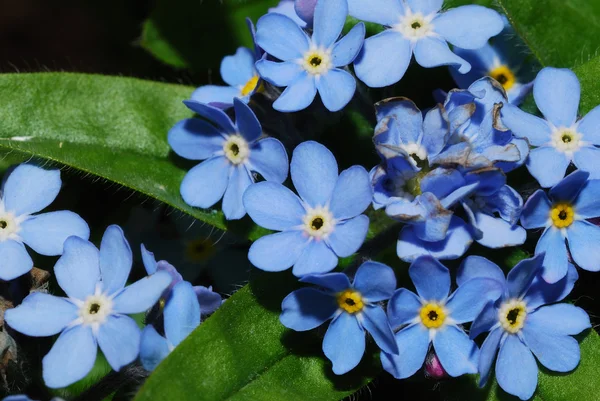 Bella fioritura blu — Foto Stock