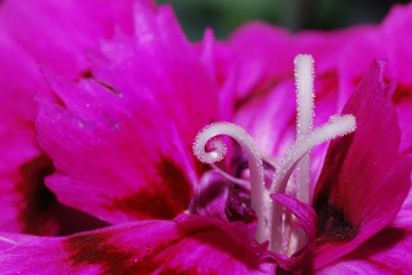 Bela flor de maco — Fotografia de Stock