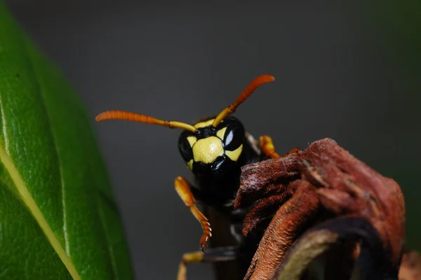 Wasp kijkt naar de camera — Stockfoto