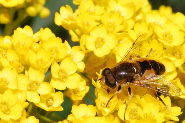 Fleur d'abeille — Photo