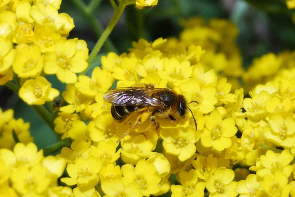 Пчела на желтом — стоковое фото