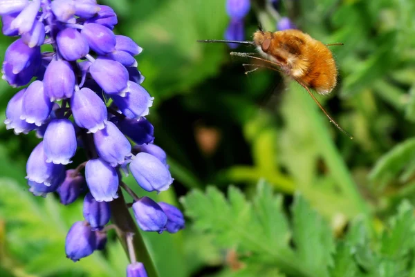 꿀벌 파리 — 스톡 사진
