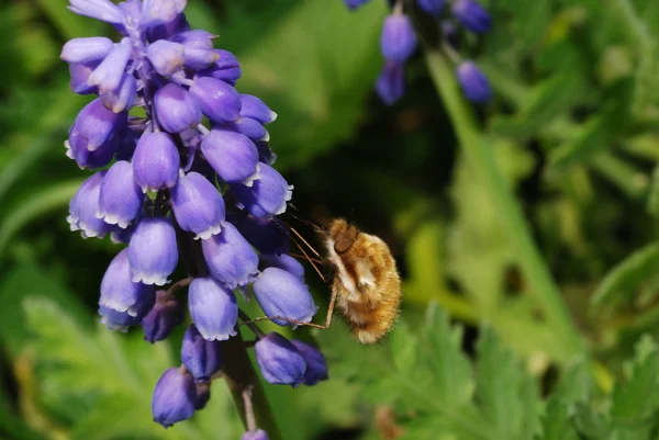 Bumblebee chupa — Fotografia de Stock