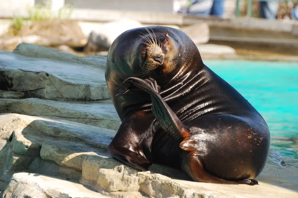 Seal sits — Stock Photo, Image