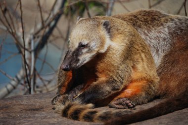 wildlife park relax