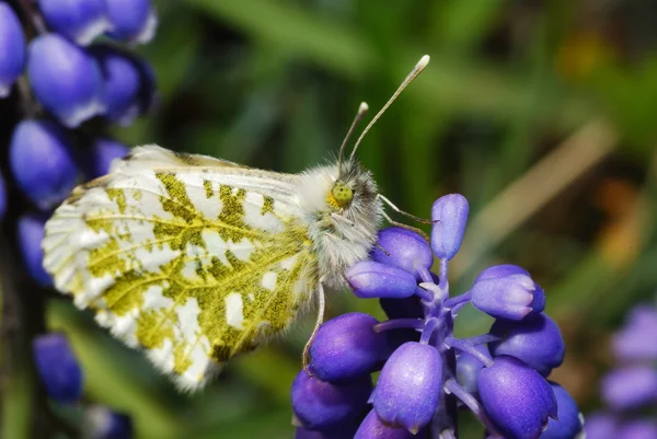 Motýl sedící na květině — Stock fotografie