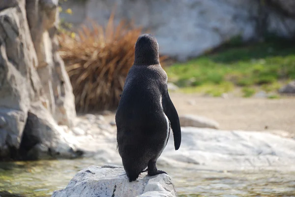 Penguin from behind — Stock Photo, Image