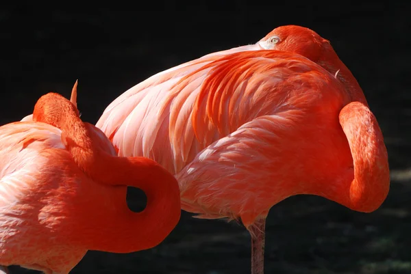 Rode flamingo — Stockfoto