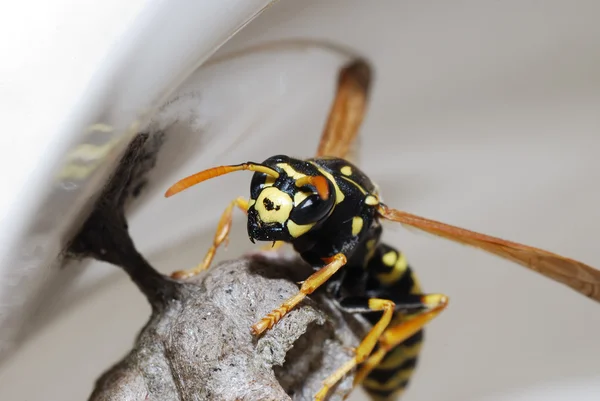 Eşek arısı ve yuva — Stok fotoğraf