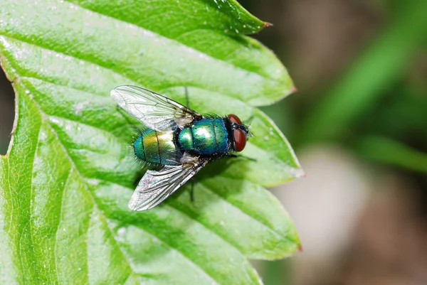 Kolorowy mucha — Zdjęcie stockowe