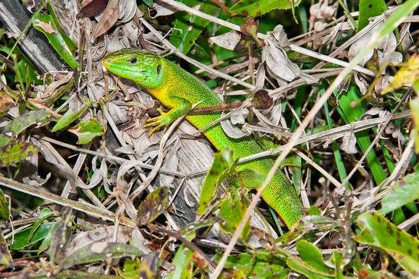 stock image Green lizard