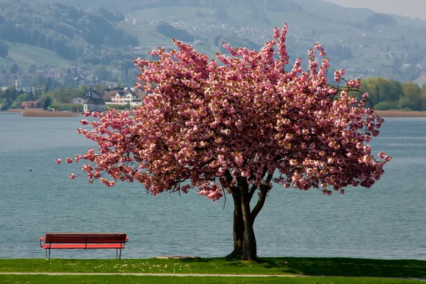 stock image Cherry tree