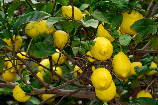 柠檬树 图库图片